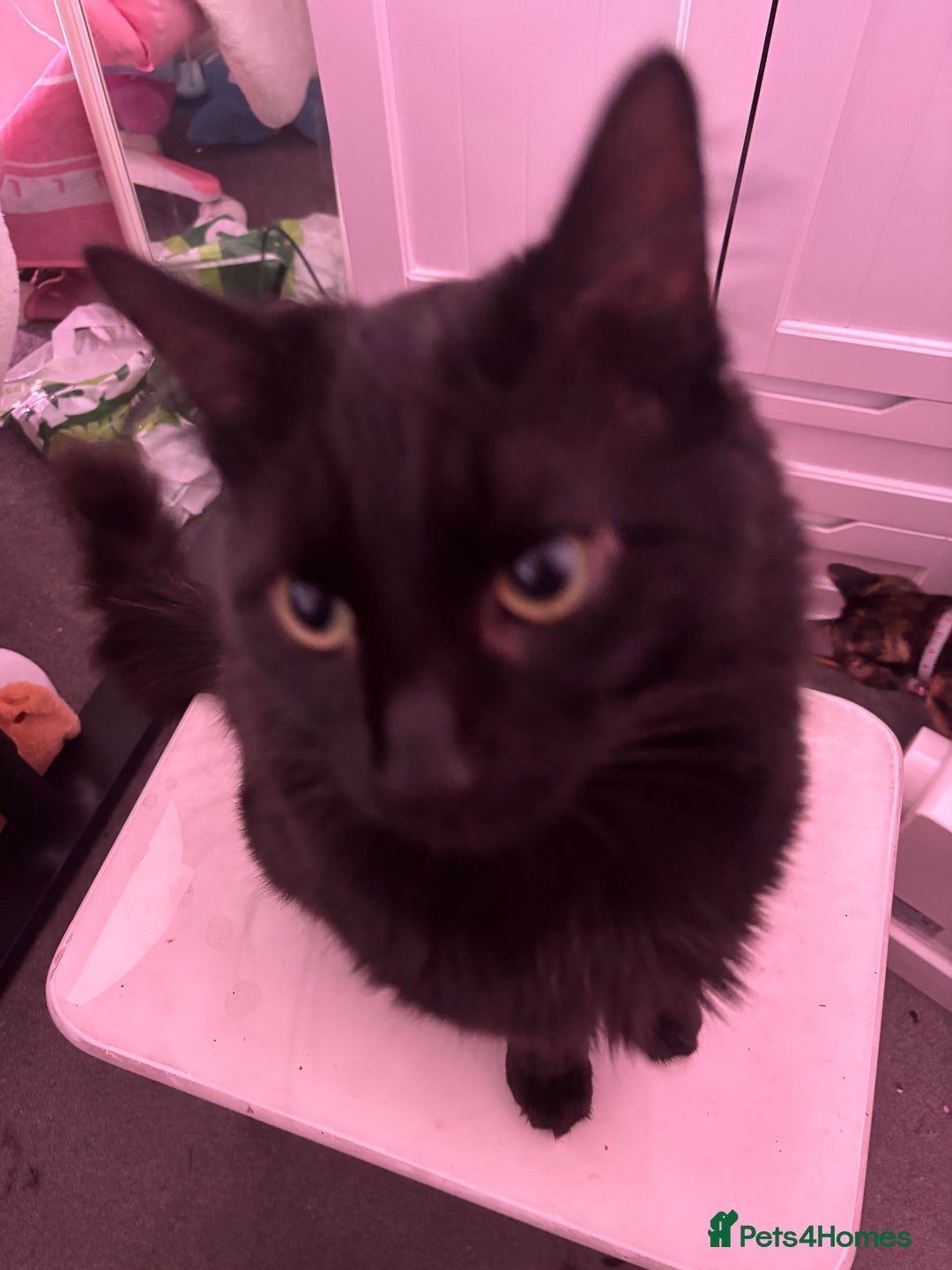 Maine Coon cats for sale: Flour - £50 - Advert 2