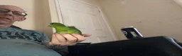 Parrots birds for sale: Hand reared Kakariki  - Advert 19