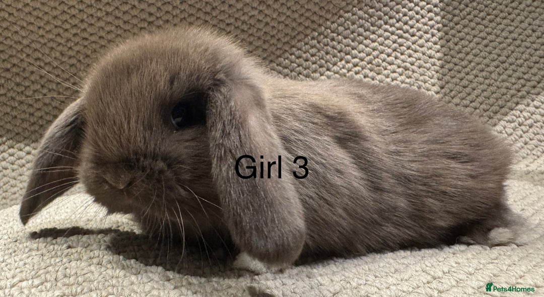 Mini Lop rabbits for sale: 🐰STUNNING MINI LOPS 🐰 ready to reserve!! - Image 14