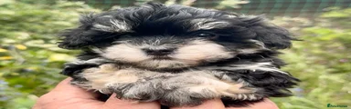 Maltipoo Puppy 2