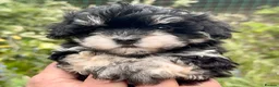Maltipoo dogs for sale: Maltipoo Puppies  - Advert 31