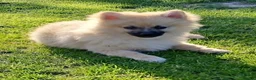 Pomeranian dogs for sale: Beautiful Pomeranian boy - Advert 4