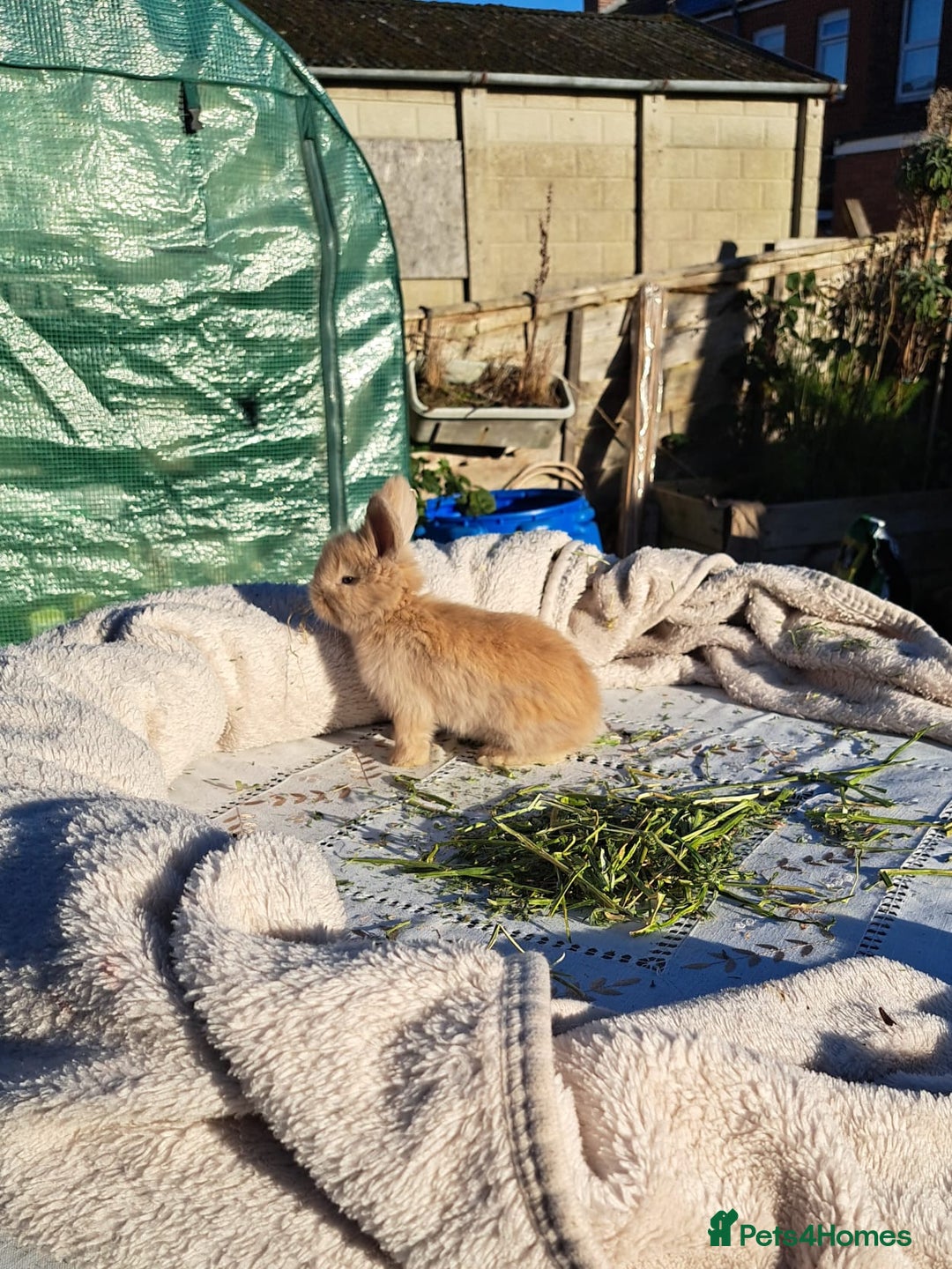 Angora rabbits for sale: Gorgeous Angora Rabbits, Pure Bred Full Faced. - Advert 39
