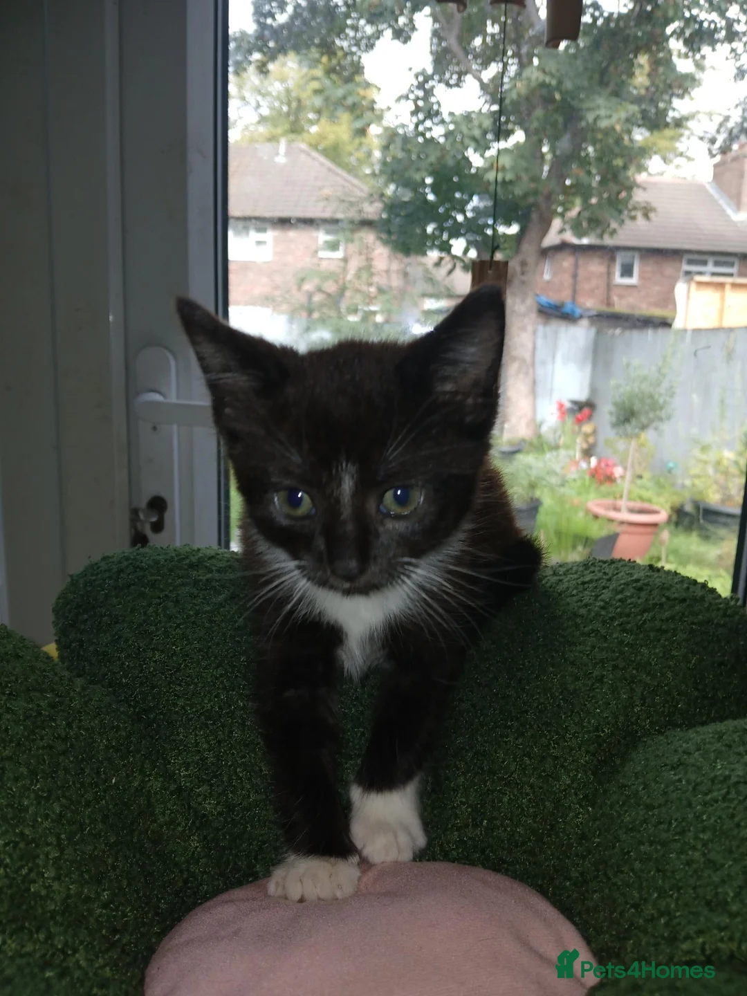 Mixed Breed cats for sale: Kittens Ready for new homes - Advert 2
