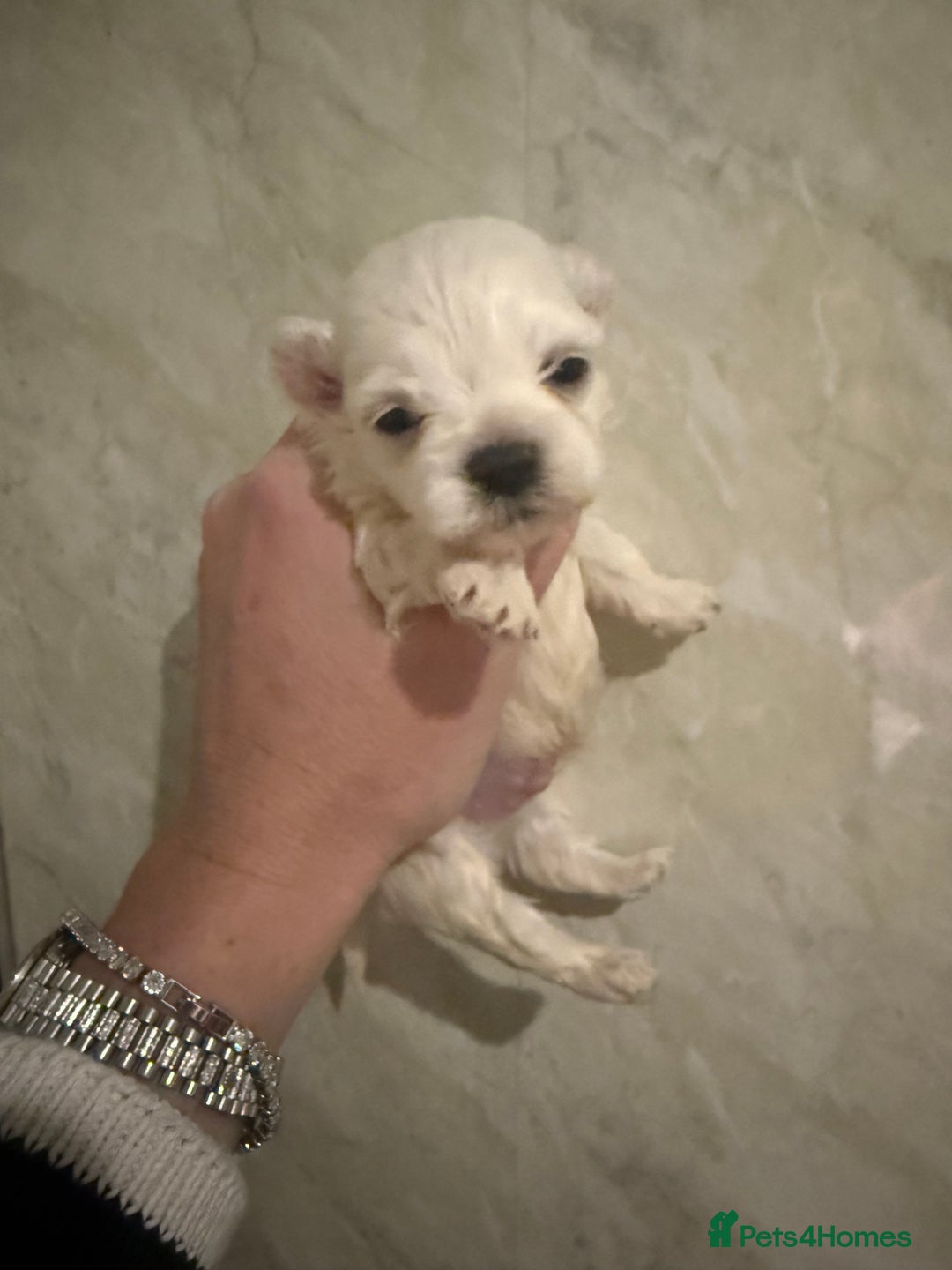 Maltipoo dogs for sale: 🤍 exquisite f1b Maltipoos exceptional quality 🤍 - Advert 5