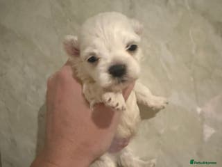 Maltipoo dogs 🤍 exquisite f1b Maltipoos exceptional quality 🤍 - Advert 17