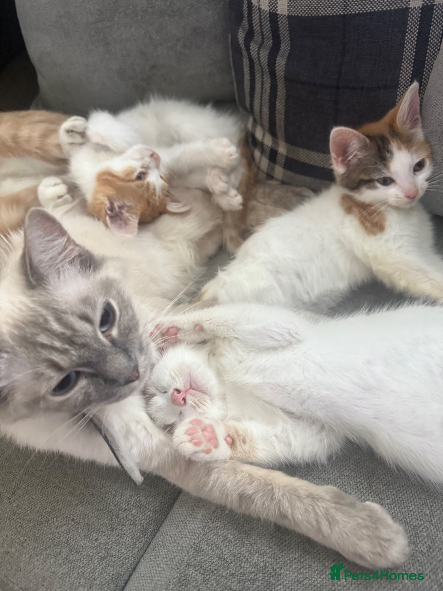 Mixed Breed cats for sale: Ragdoll x shorthair babies ready now! - Advert 6