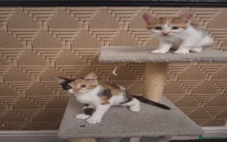 British Shorthair cats for sale: 2 beautiful calico girls - Image 2
