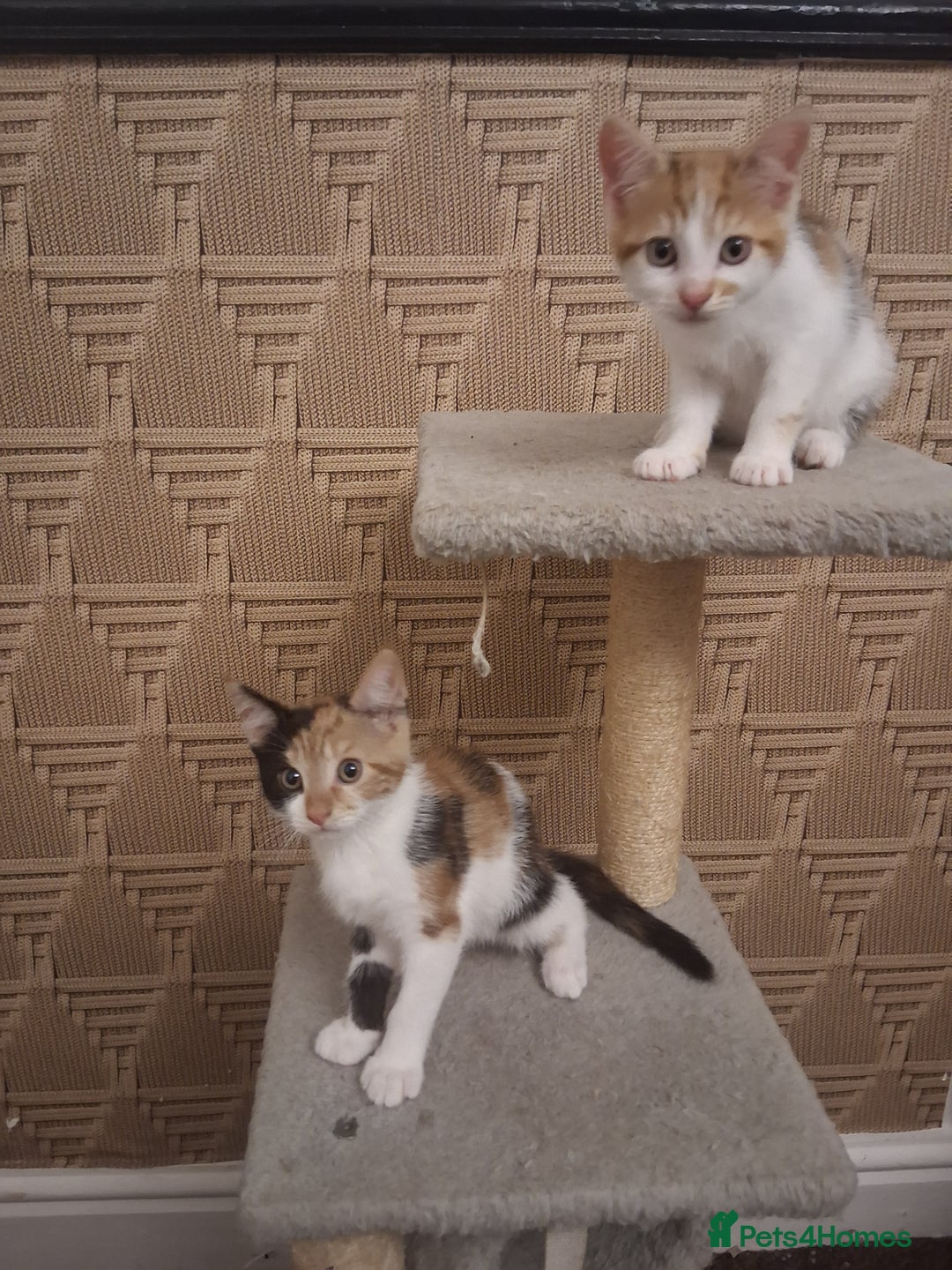 British Shorthair cats for sale: 2 beautiful calico girls - Image 2