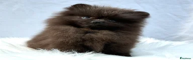 Pomeranian Puppy 4 SPIKE 
