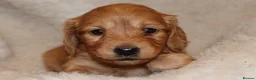 Miniature Dachshund dogs for sale: READYNOW KC cream L/H Health tested Mini Dachshund - Advert 29
