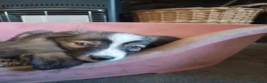Border Collie 2