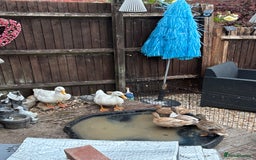 Ducks poultry for sale: Two cherry valley ducks  - Image 1