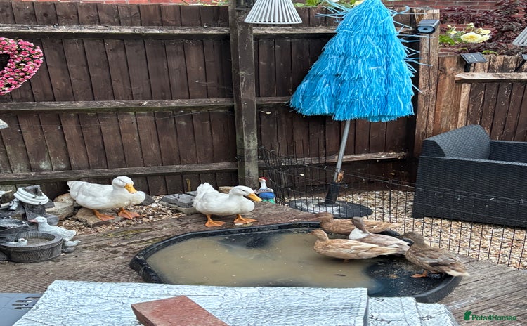 Ducks poultry - Advert 3