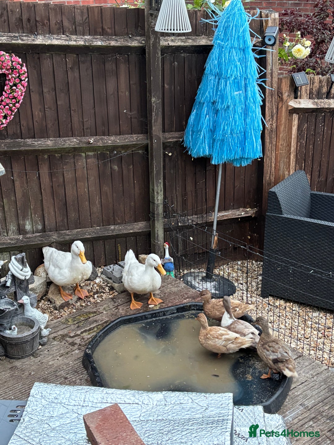 Ducks poultry for sale: Two cherry valley ducks  - Image 1