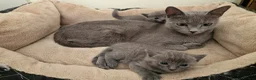 Russian Blue cats for sale: Russian Blue Female kitten for sale - Advert 1