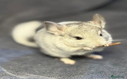 Chinchilla rodents for sale: Beautiful & Friendly Baby Chinchillas  - Image 8