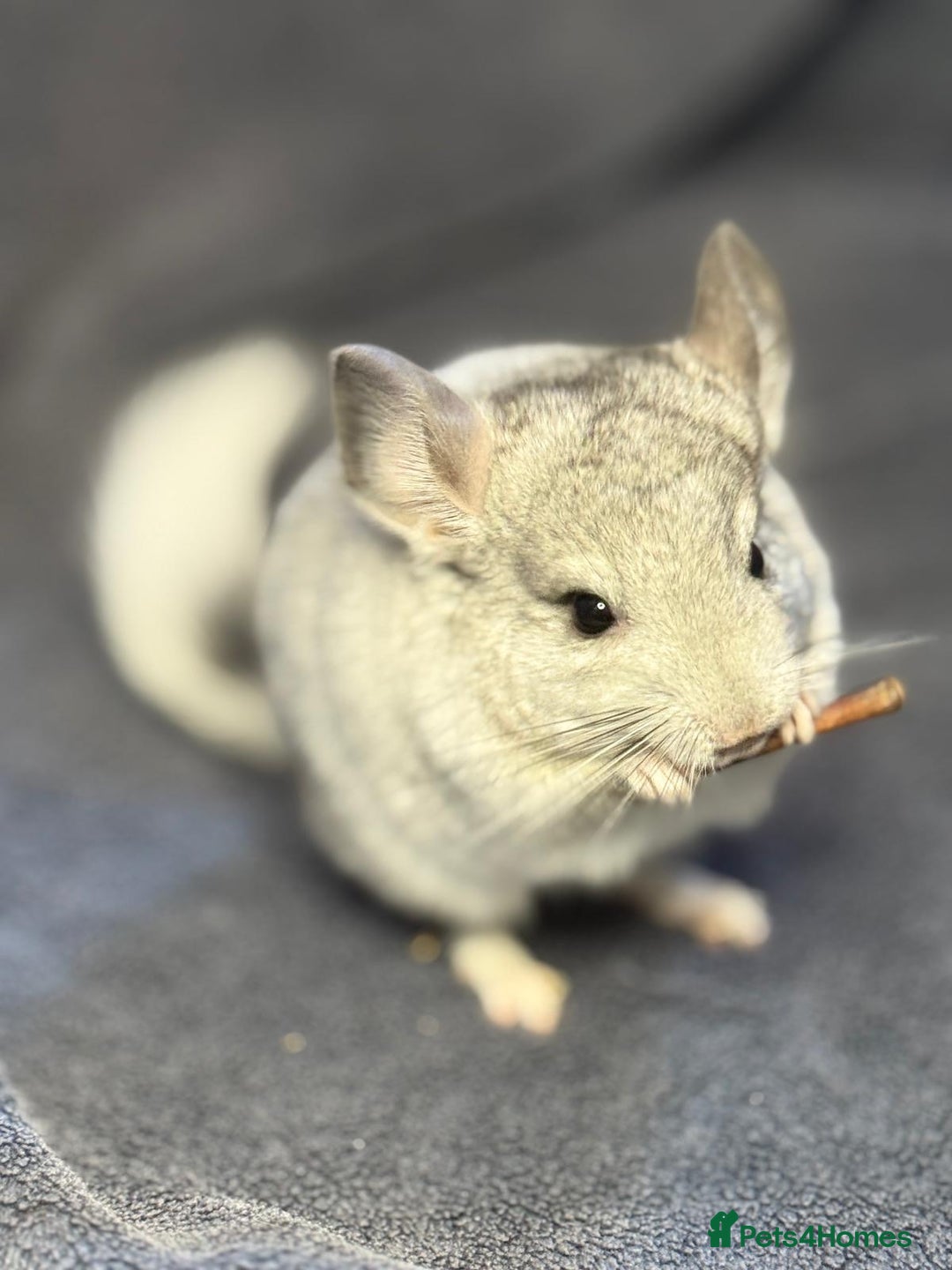 Chinchilla rodents for sale: Beautiful & Friendly Baby Chinchillas  - Image 8