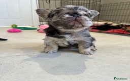 French Bulldog dogs for sale: Visual Fluffy French Bulldogs x 4 Male - Advert 18