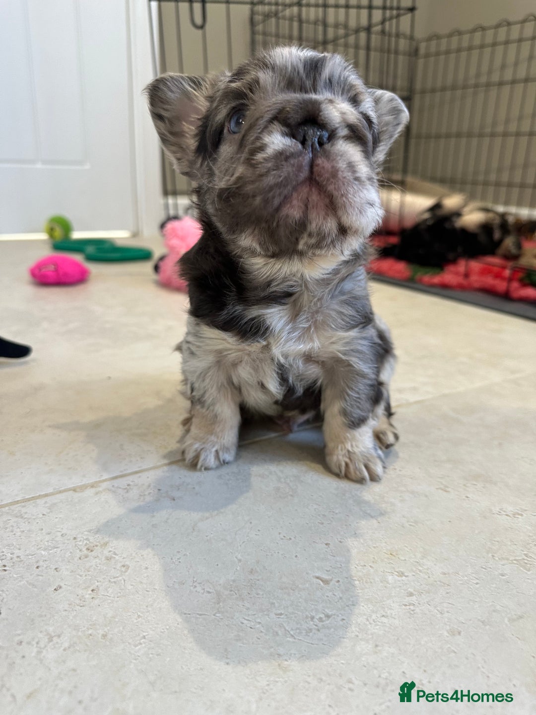 French Bulldog dogs for sale: Visual Fluffy French Bulldogs x 4 Male - Advert 18