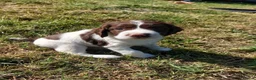 English Springer Spaniel dogs for sale: Fully health tested working springer spaniels  in Buckingham - Advert 13