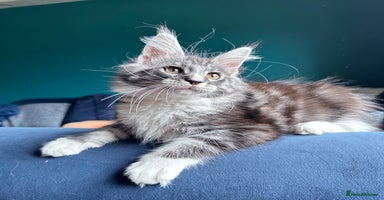 Maine Coon cats - Advert 1