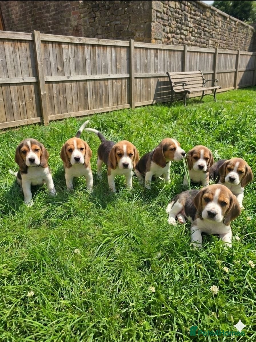 Beagle dogs Beagle puppies ready for love!! - Advert 2