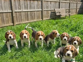 Beagle dogs Beagle puppies ready for love!! - Advert 2