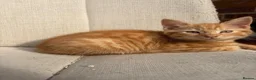 Mixed Breed cats for sale: Gorgeous ginger kittens - Advert 4