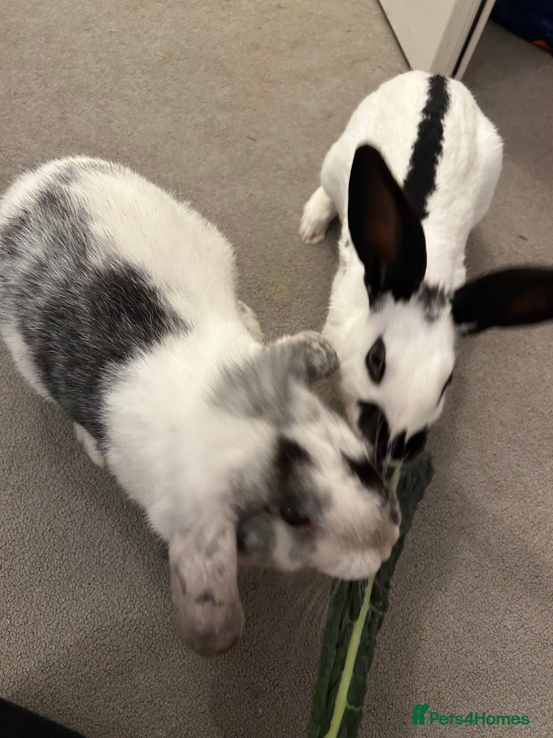 Mixed Breed rabbits for sale: Paired Rabbits for sale - Advert 8