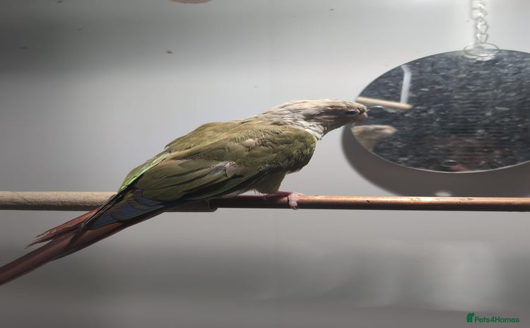 Conures birds - Advert 5