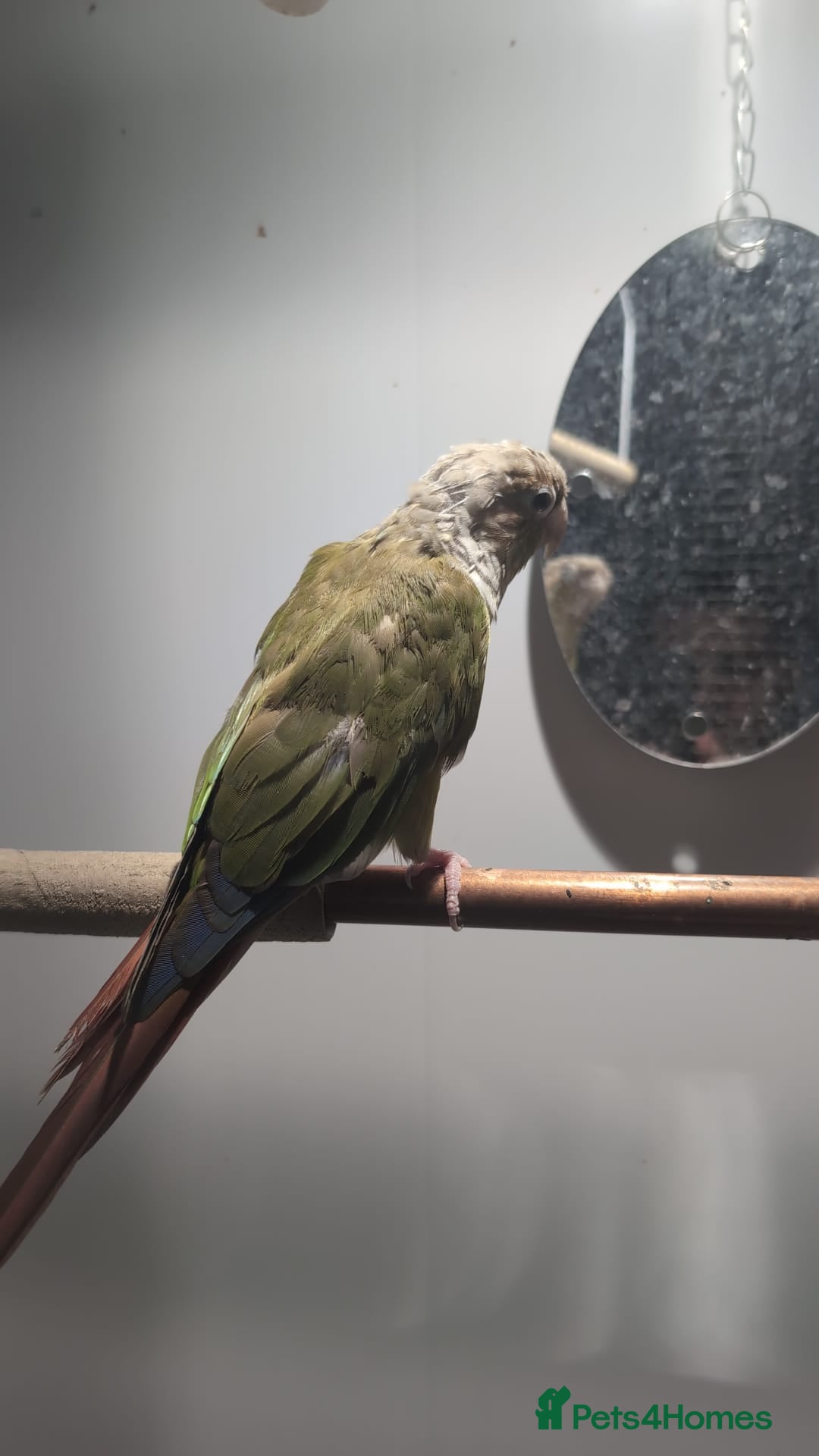 Conures birds for sale: Green cheek concure  - Image 1