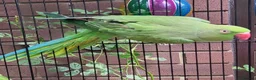 Ringnecks birds for sale: Tame Ringnecks for sale lovely kind birds  in Chesterfield - Advert 3