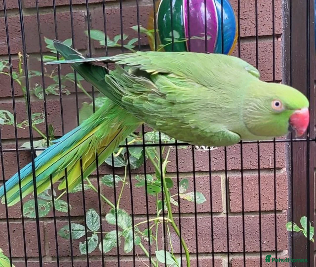 Ringnecks birds for sale: Tame Ringnecks for sale lovely kind birds  in Chesterfield - Advert 3