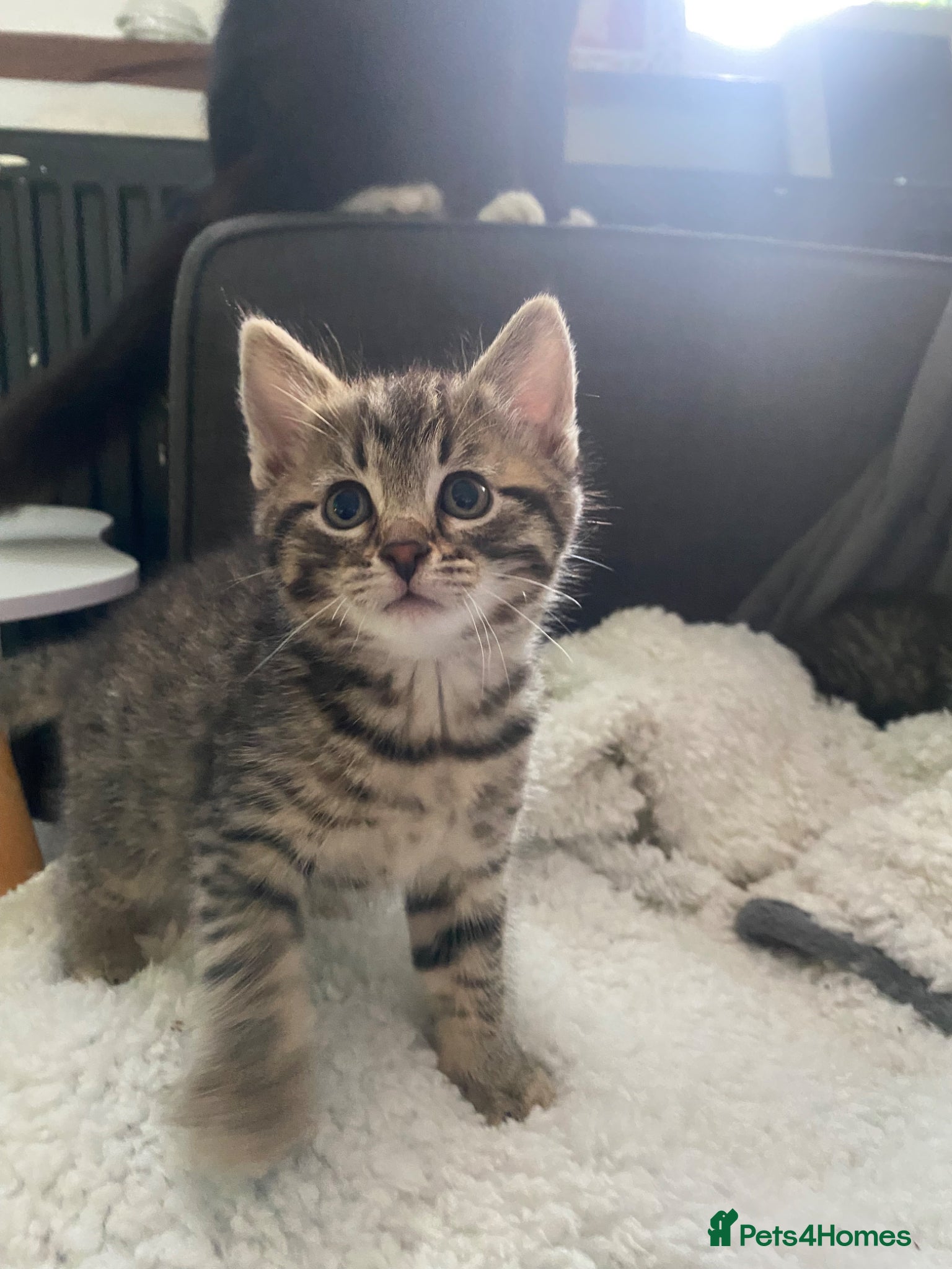 Bengal cats Baby Bengals READY NOW  - Advert 13