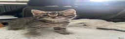 Bengal cats for sale: Baby Bengals READY NOW  - Advert 13