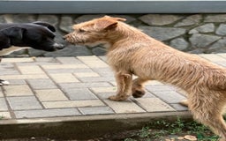 Mixed Breed dogs for adoption: Sweet Sunny Needs LOVE - Image 8