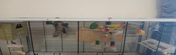 Lovebirds birds for sale: 4 lovebirds forsale in Worcester - Advert 2