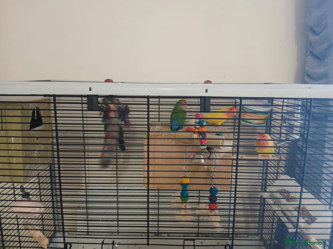 Lovebirds birds for sale: 4 lovebirds forsale in Worcester - Advert 2