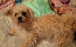 Mixed Breed dogs for sale: 10 month pugapoo female looking for rehome - Image 2
