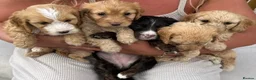Cockapoo dogs for sale: 2 gorgeous girls - miniature cockapoos  - Advert 6