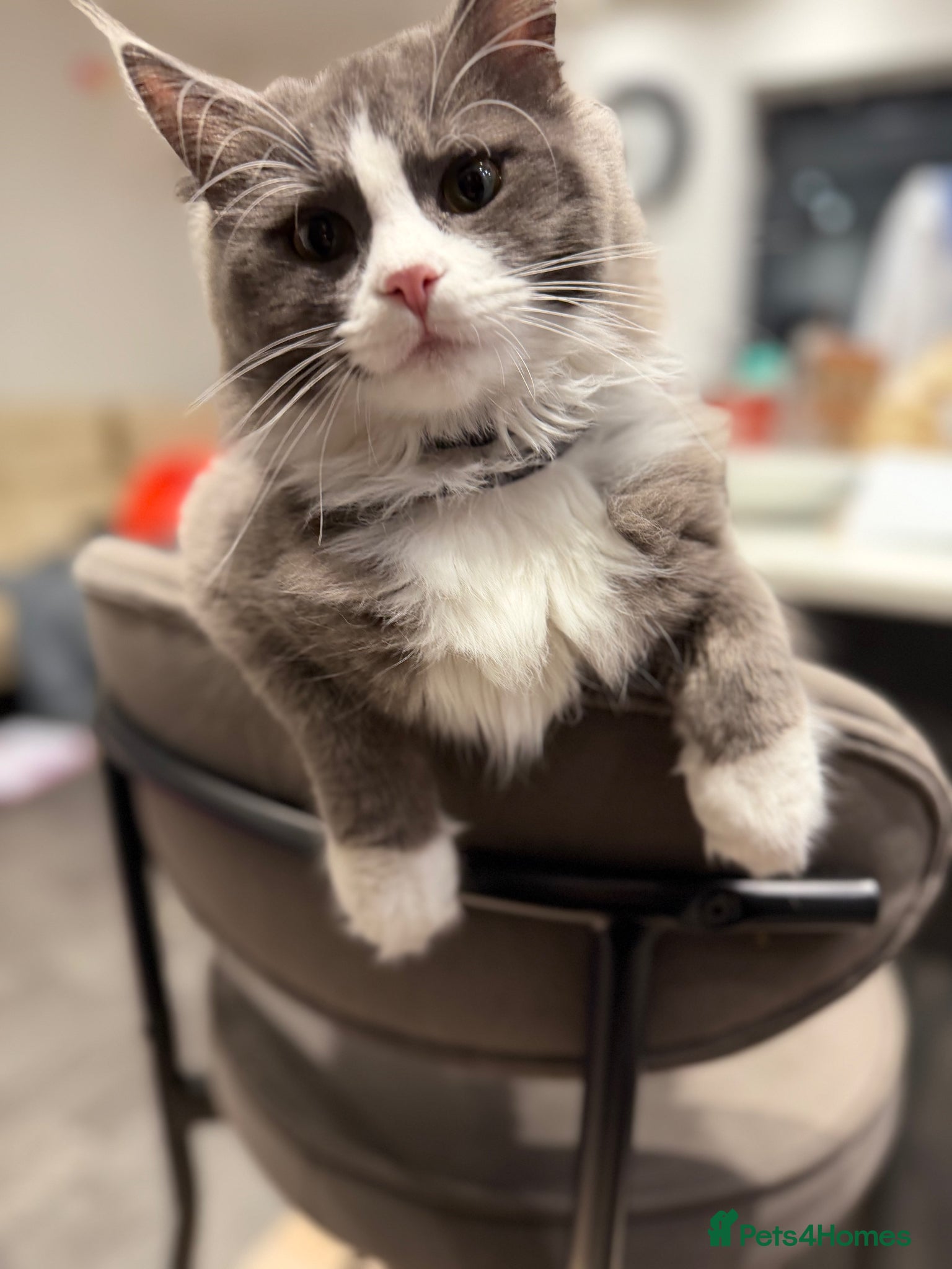 Maine Coon cats for sale: Sadly rehoming our lovely Maine Coon - Advert 7