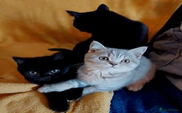 British Shorthair cats for sale: Beautiful British shorthairs - Image 8