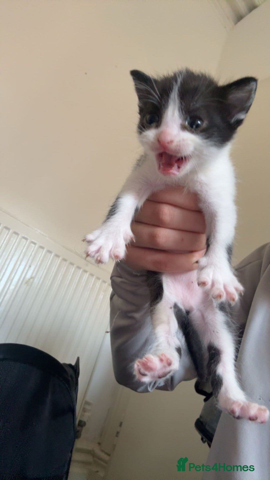 Mixed Breed cats for sale: Mixed Persian kitten - Image 1