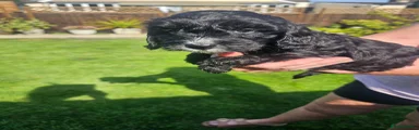 Cockapoo 2