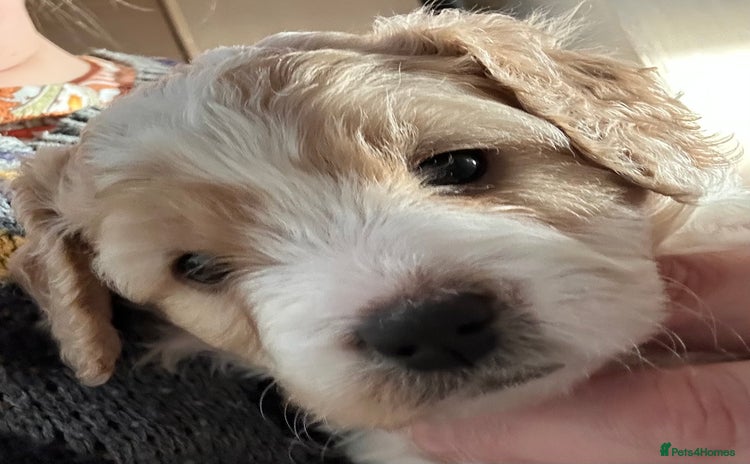 Cavapoochon dogs 1 Cavapoochon left! Our December Reindeer Litter!  - Advert 2