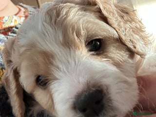 Cavapoochon dogs 1 Cavapoochon left! Our December Reindeer Litter! - Advert 2