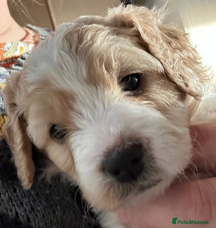 Cavapoochon dogs 1 Cavapoochon left! Our December Reindeer Litter! - Advert 2