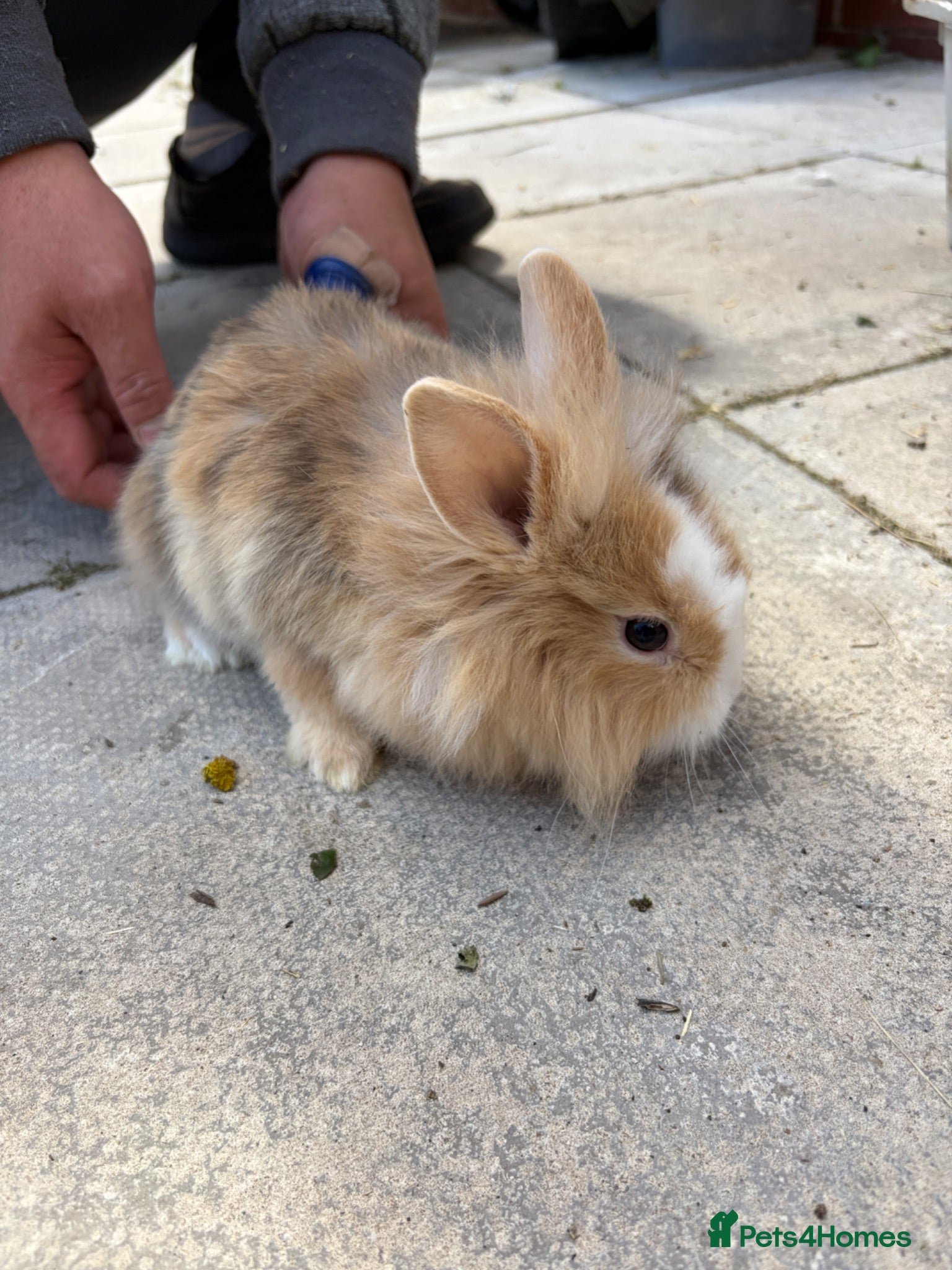 Lionhead rabbits Bunnies lionheads - Advert 2
