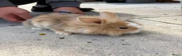 Lionhead rabbits for sale: Bunnies lionheads - Advert 1
